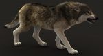 Wolf 3D Model Online | Animal 3D Model Online