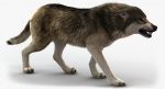 Wolf 3D Model Online | Animal 3D Model Online