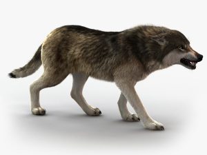 Wolf 3D Model Online | Animal 3D Model Online