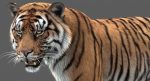 Tiger 3D Model Online | Animal 3D Model Online