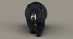 Black Bear 3D Model Online | Animal 3D Model Online