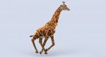 Giraffe (FUR) (RIGGED) 3D Model Online | Animal 3D Model Online