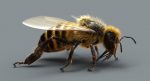 Honeybee (FUR) (RIGGED) 3D Model Online | Animal 3D Model Online