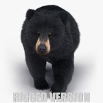 Black Bear 3D Model Online | Animal 3D Model Online