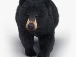 Black Bear 3D Model Online | Animal 3D Model Online