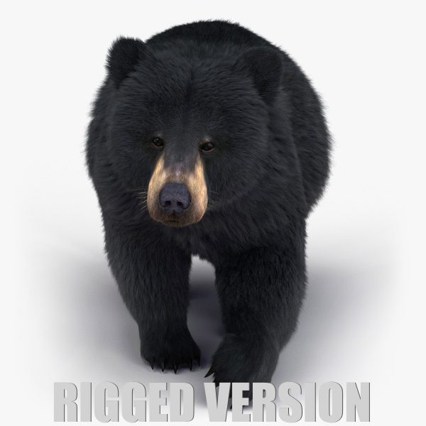 Black Bear 3D Model Online | Animal 3D Model Online