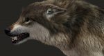 Wolf 3D Model Online | Animal 3D Model Online