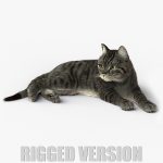 Grey Cat 3D Model Online | Animal 3D Model Online