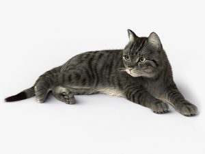 Grey Cat 3D Model Online | Animal 3D Model Online