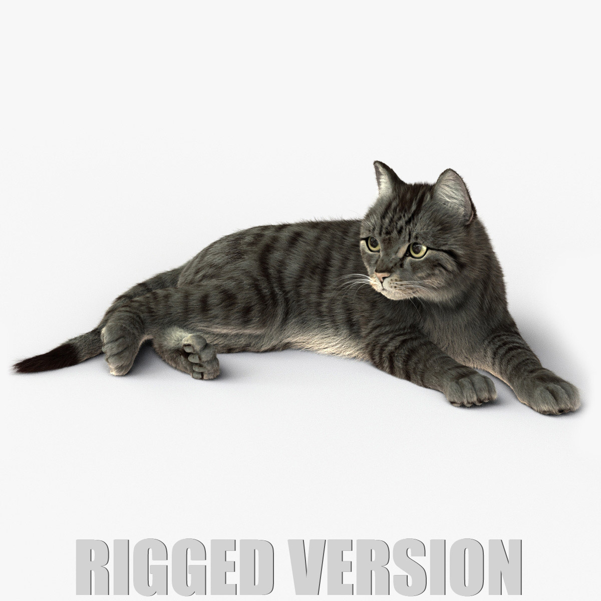 Grey Cat 3D Model Online | Animal 3D Model Online