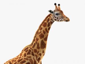 Giraffe (FUR) (RIGGED) 3D Model Online | Animal 3D Model Online