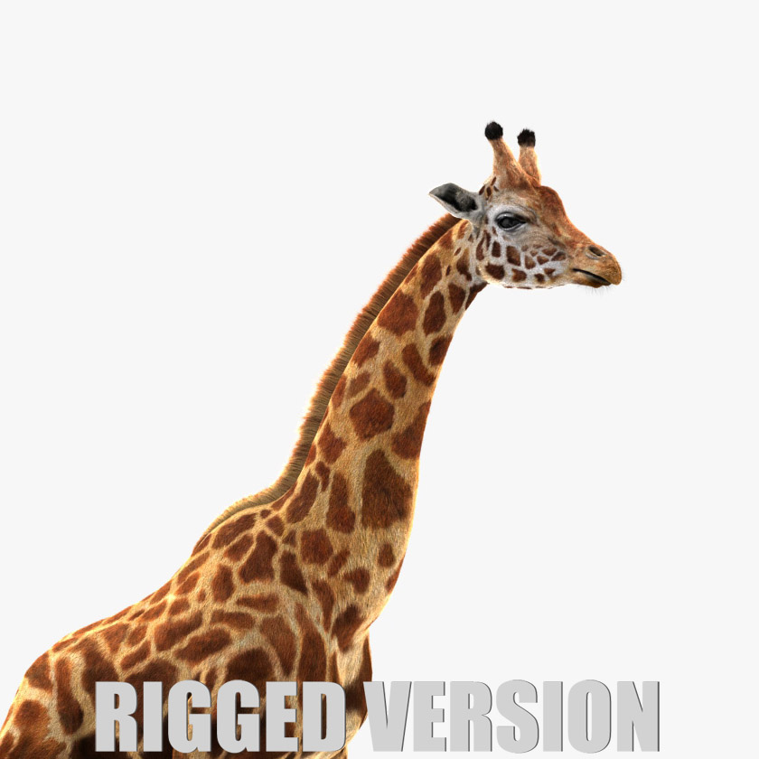 Giraffe (FUR) (RIGGED) 3D Model Online | Animal 3D Model Online