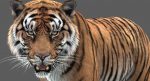 Tiger 3D Model Online | Animal 3D Model Online