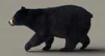 Black Bear 3D Model Online | Animal 3D Model Online