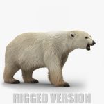 Polar Bear 3D Model Online | Animal 3D Model Online