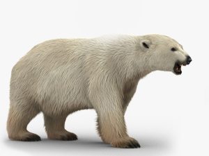 Polar Bear 3D Model Online | Animal 3D Model Online