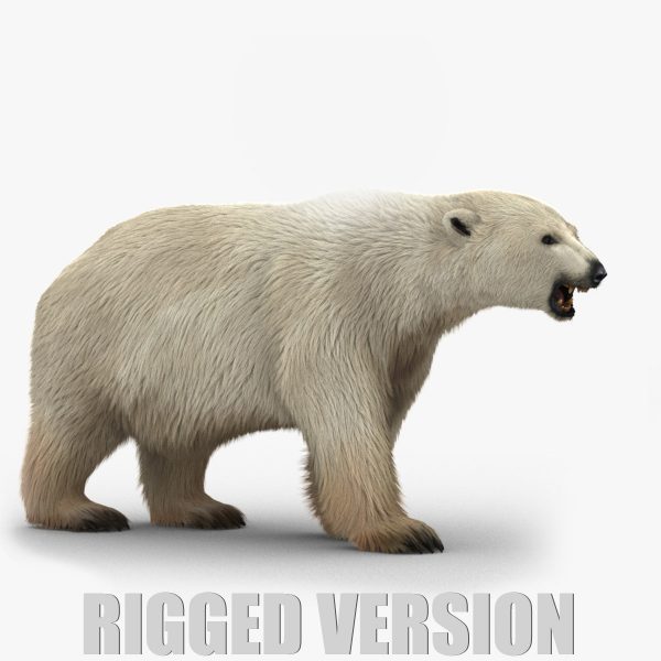 Polar Bear 3D Model Online | Animal 3D Model Online