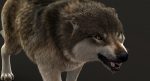 Wolf 3D Model Online | Animal 3D Model Online