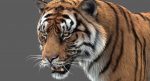 Tiger 3D Model Online | Animal 3D Model Online