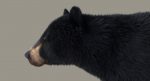 Black Bear 3D Model Online | Animal 3D Model Online