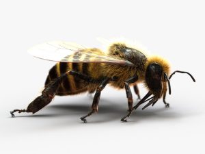 Honeybee (FUR) (RIGGED) 3D Model Online | Animal 3D Model Online