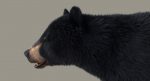 Black Bear 3D Model Online | Animal 3D Model Online
