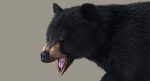 Black Bear 3D Model Online | Animal 3D Model Online
