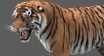 Tiger 3D Model Online | Animal 3D Model Online