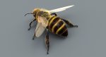 Honeybee (FUR) (RIGGED) 3D Model Online | Animal 3D Model Online