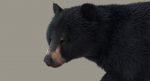 Black Bear 3D Model Online | Animal 3D Model Online