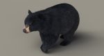 Black Bear 3D Model Online | Animal 3D Model Online
