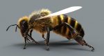 Honeybee (FUR) (RIGGED) 3D Model Online | Animal 3D Model Online