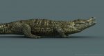 Crocodile (RIGGED) 3D Model Online | Animal 3D Model Online