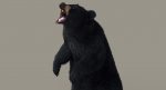 Black Bear 3D Model Online | Animal 3D Model Online