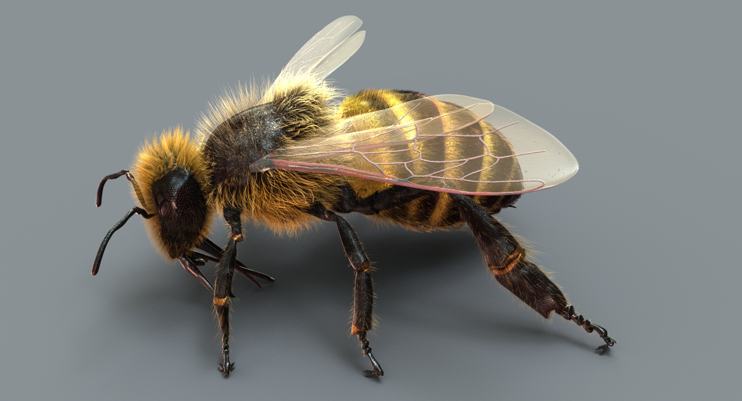 Maya The Bee 3d Model