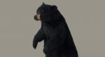 Black Bear 3D Model Online | Animal 3D Model Online