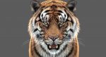 Tiger 3D Model Online | Animal 3D Model Online