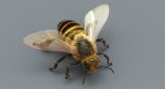 Honeybee (FUR) (RIGGED) 3D Model Online | Animal 3D Model Online