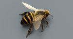 Honeybee (FUR) (RIGGED) 3D Model Online | Animal 3D Model Online