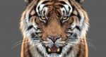 Tiger 3D Model Online | Animal 3D Model Online