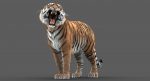 Tiger 3D Model Online | Animal 3D Model Online