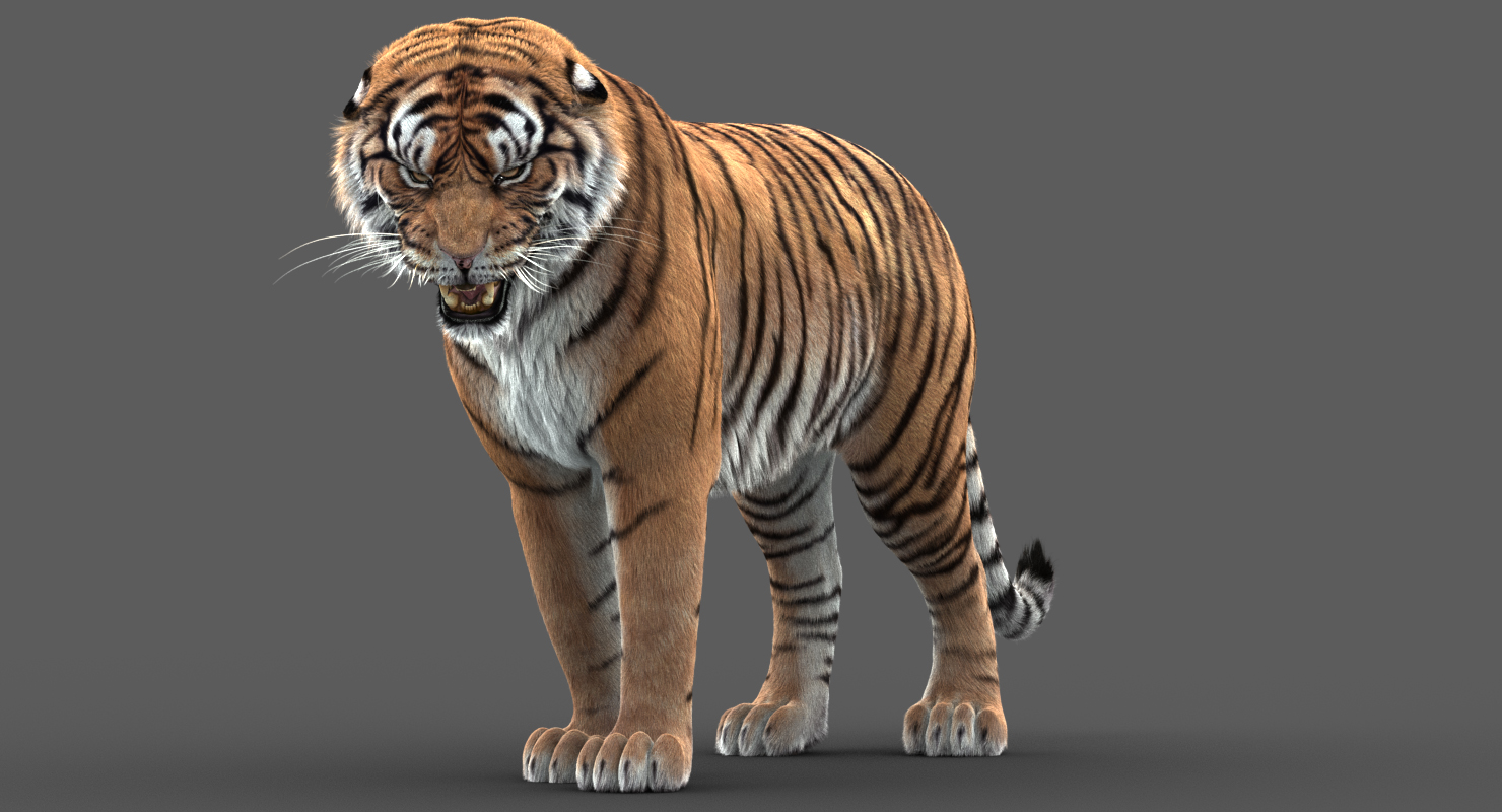 Tiger 3d model - Rigged, with Fur