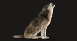 Wolf 3D Model Online | Animal 3D Model Online