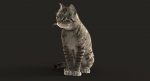 Cat 3D Model Online | Animal 3D Model Online
