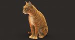 Cat 3D Model Online | Animal 3D Model Online