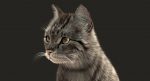 Cat 3D Model Online | Animal 3D Model Online