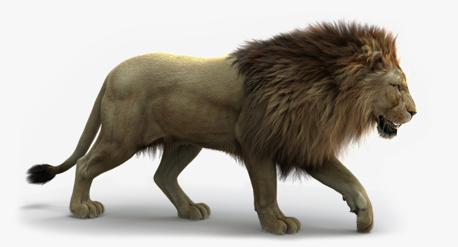 Buy LION (FUR) (RIGGED) 3D Models Online Massimo Righi