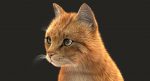 Cat 3D Model Online | Animal 3D Model Online