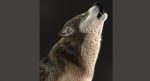 Wolf 3D Model Online | Animal 3D Model Online