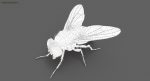 Housefly (RIGGED) 3D Model Online | Animal 3D Model Online